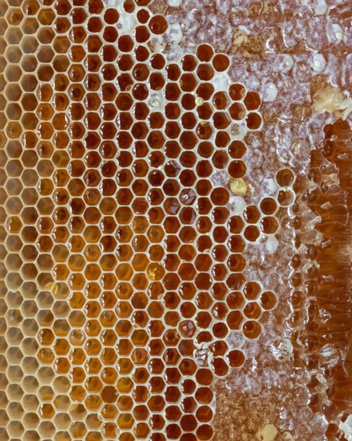 Honeycomb